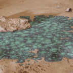 Bacterium