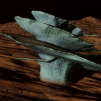 Screenshot_0520